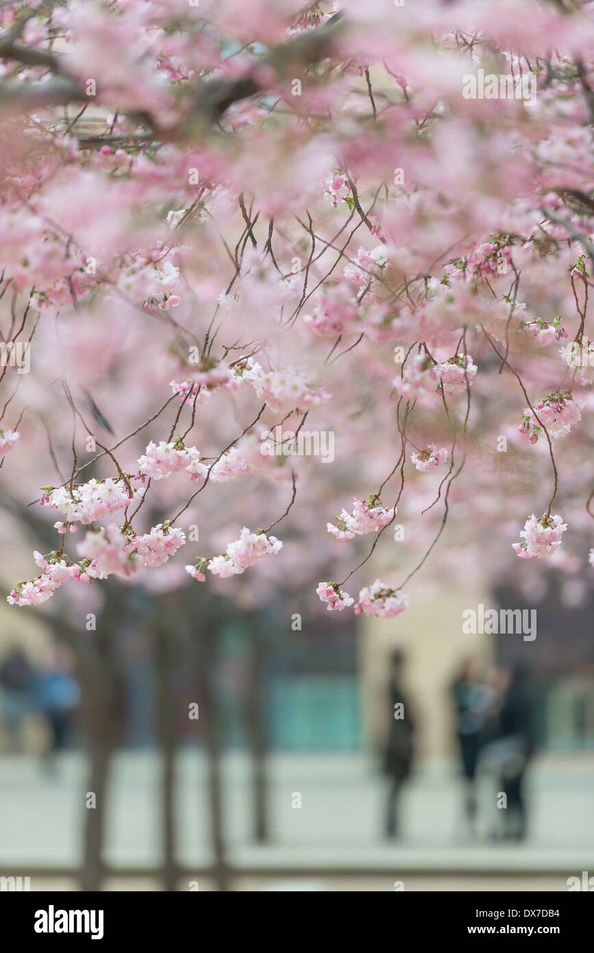 Fleur de cerisier sur les arbres en Oozells Square, Brindleyplace, Birmingham. Banque D'Images