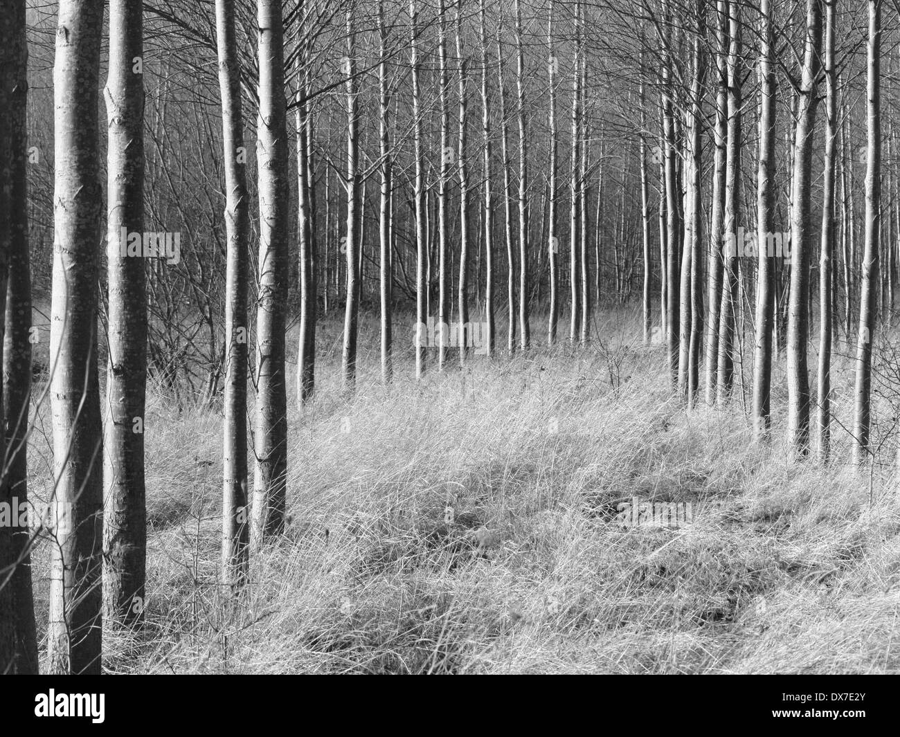 De nombreux troncs d'arbres de plantation parallèles droites avec récession asymétrique à sec au-dessus de l'herbe balayée par stark BW version monochrome Banque D'Images