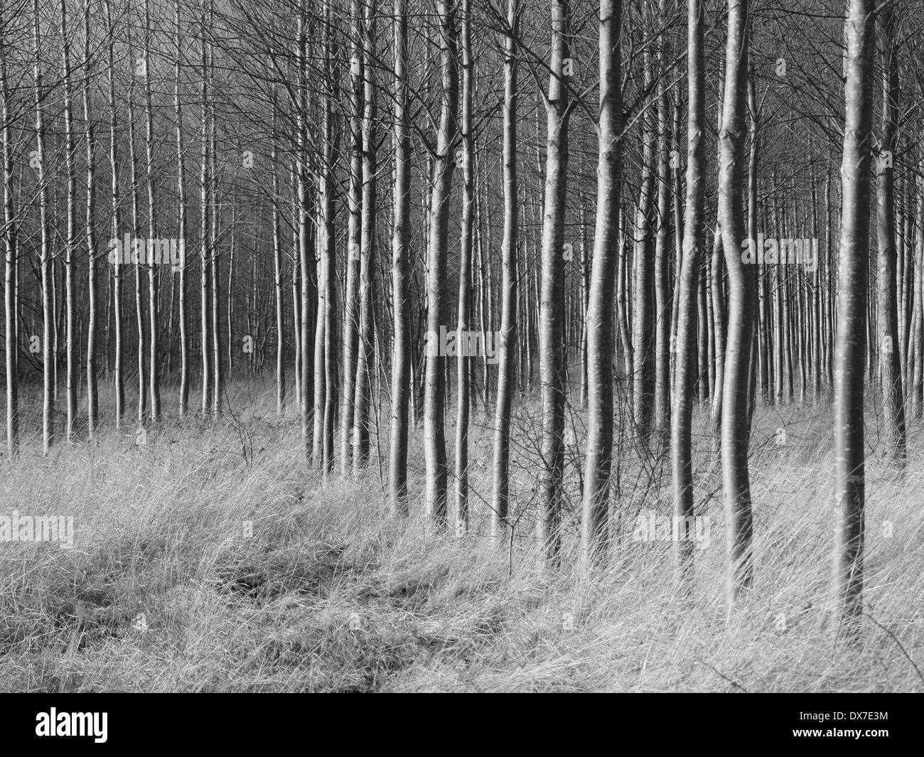 De nombreuses plantations treetrunks parallèle avec quelques courbes en vue asymétrique à sec avec de l'herbe balayée par le ci-dessous, monochrome BW évocateur Banque D'Images