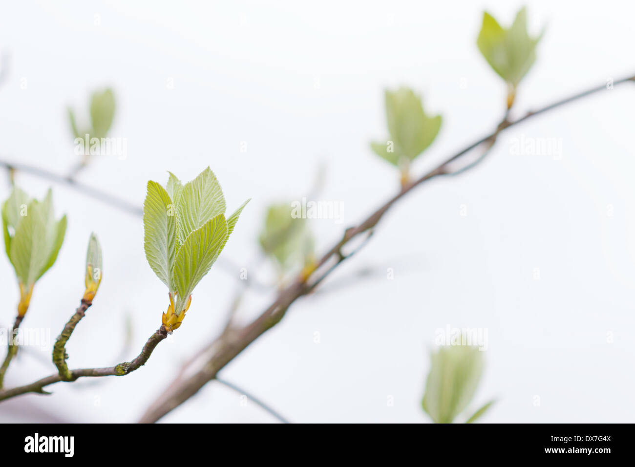 Premières feuilles sur un arbre au printemps Banque D'Images