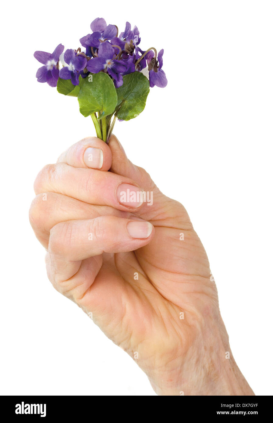 Petit Bouquet de printemps fleur violette Banque D'Images