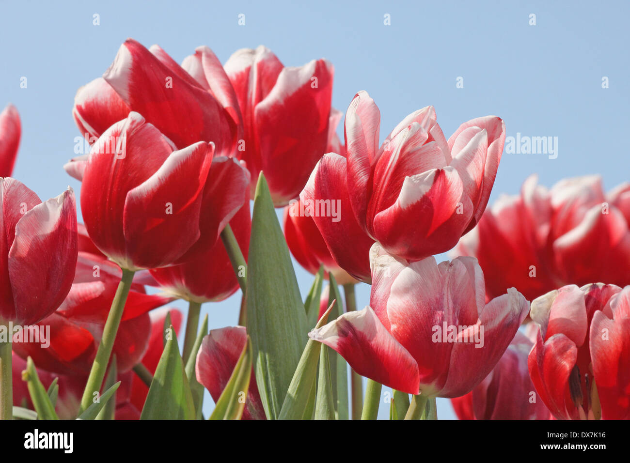 Tulipes rouges sur ciel bleu Banque D'Images