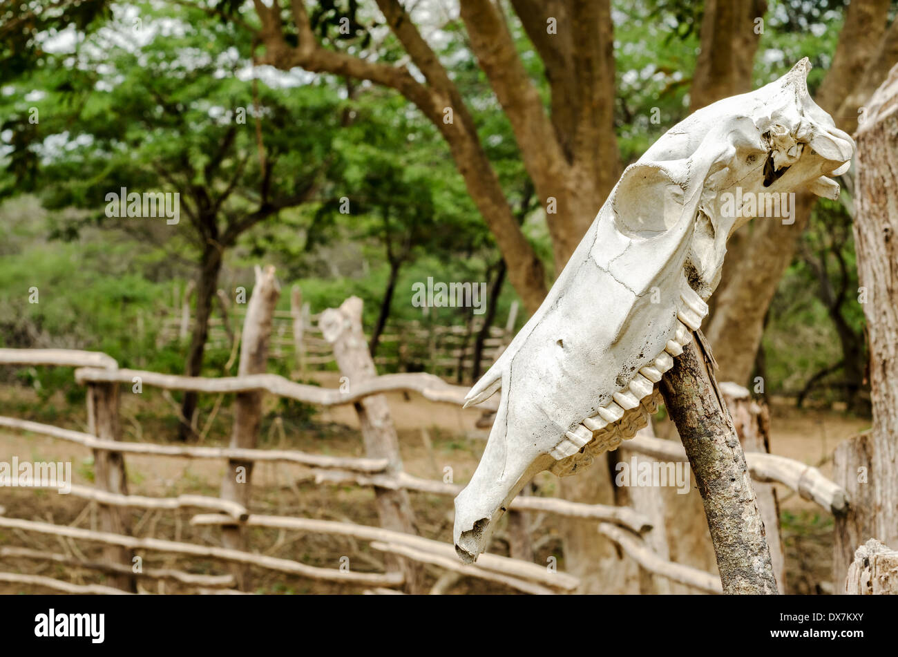 Une vieille vache blanche placée sur un fencepost Banque D'Images