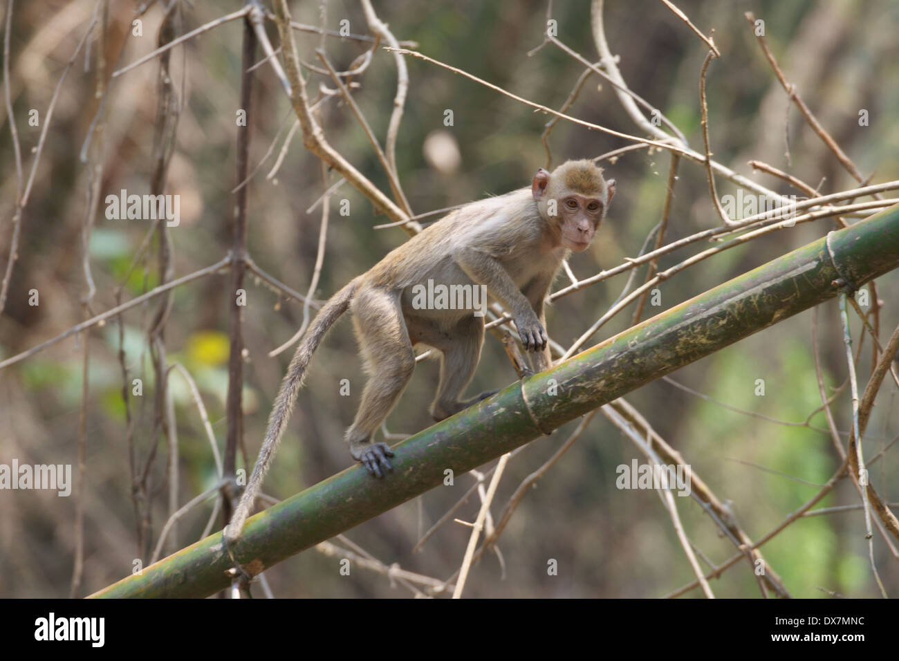 Manger du crabe macaque (Macaca fascicularis), Banque D'Images