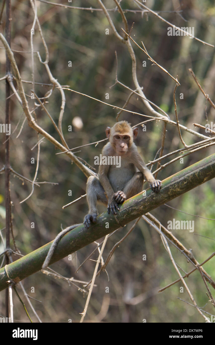 Crabe sauvage-eating macaque (Macaca fascicularis) Banque D'Images
