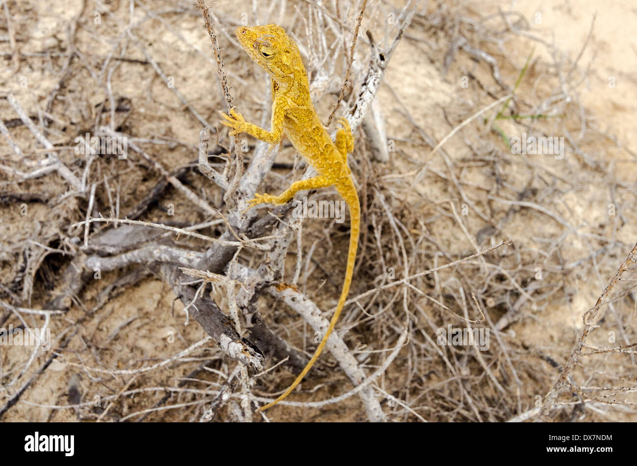 Petit lézard jaune dans La Guajira, Colombie Banque D'Images