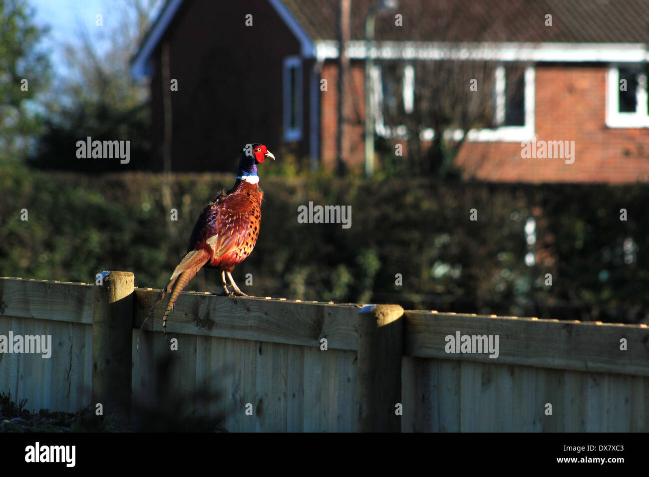 Le faisan mâle sur jardin clôture Banque D'Images