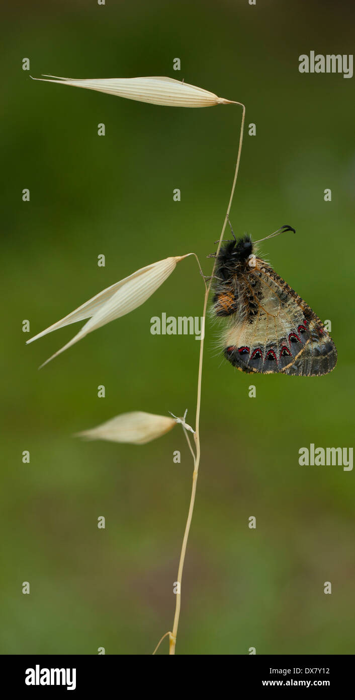 Faux Apollon (Archon apollinus papillon) appartenant à la famille des Parnassinae. Modèle d'Israël Février Banque D'Images