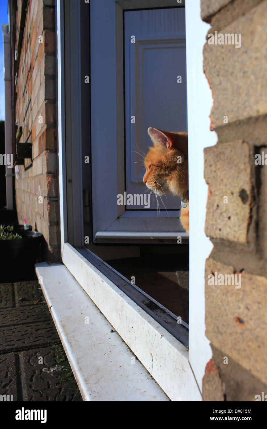 Le gingembre cat se reflète de porte arrière Banque D'Images