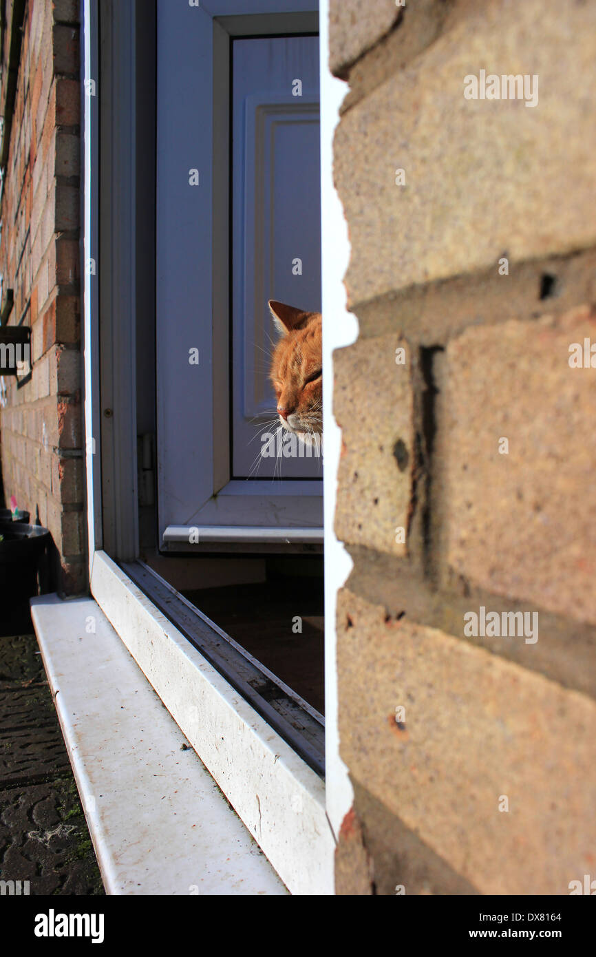 Le gingembre cat se reflète de porte arrière Banque D'Images