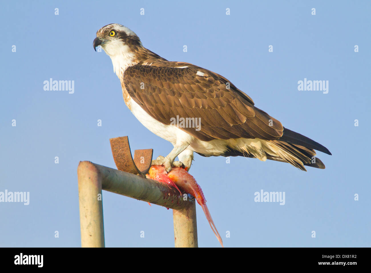 Balbuzard pêcheur (Pandion haliaetus) se distingue avec un poisson dans ses serres. Banque D'Images