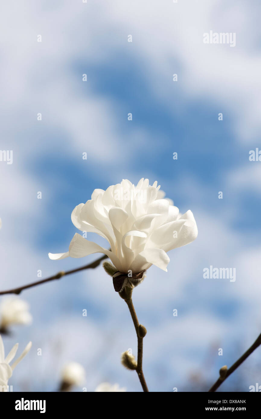 Magnolia x loebneri fleur ballerine Banque D'Images