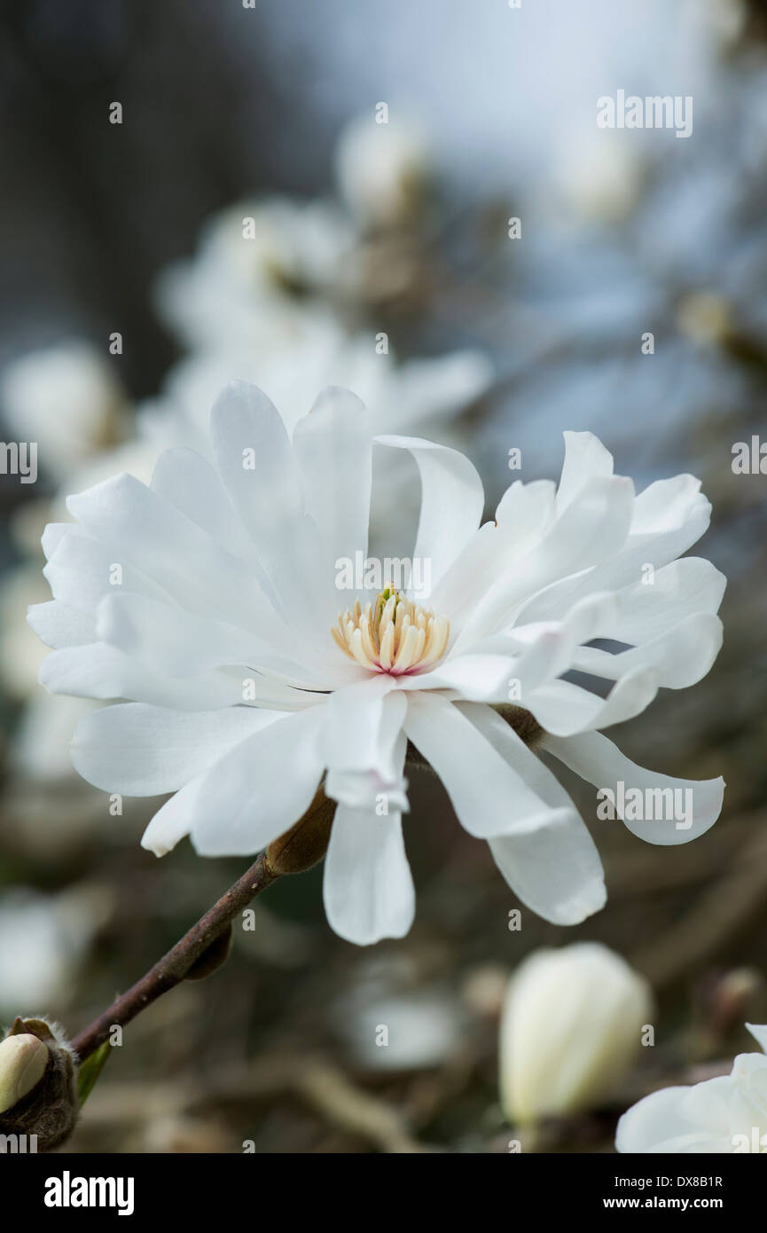 Magnolia x loebneri fleur ballerine Banque D'Images