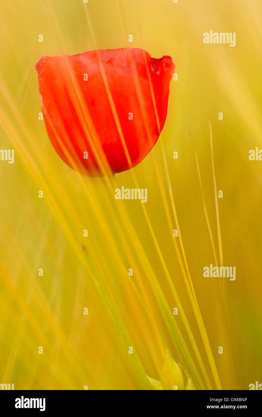 coquelicot Banque D'Images