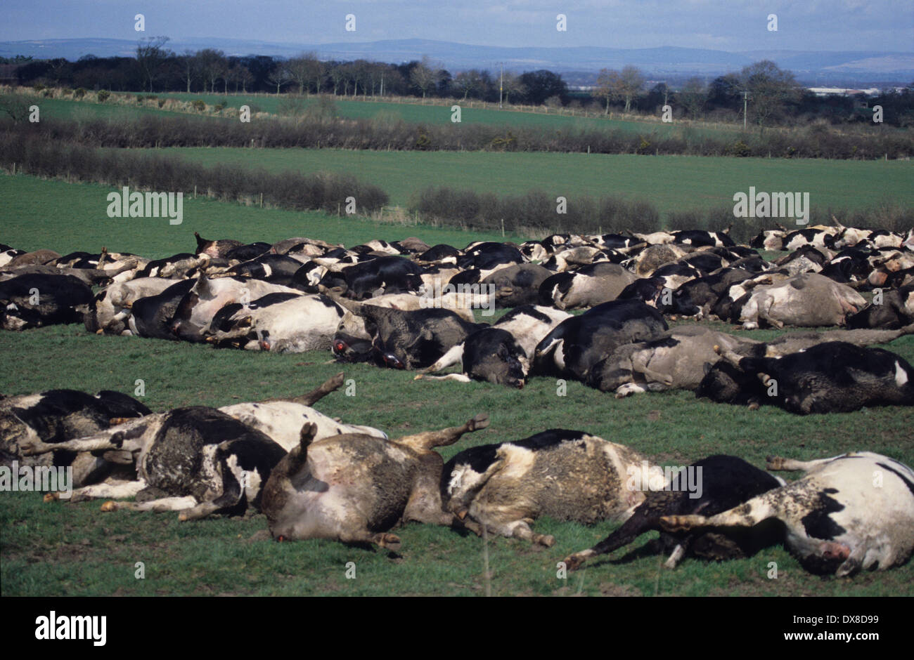 Les carcasses de vaches d'être incinérés sur bûcher en épidémie de fièvre aphteuse, les vestiges sont mis en décharge, Cumbria, Royaume-Uni Banque D'Images