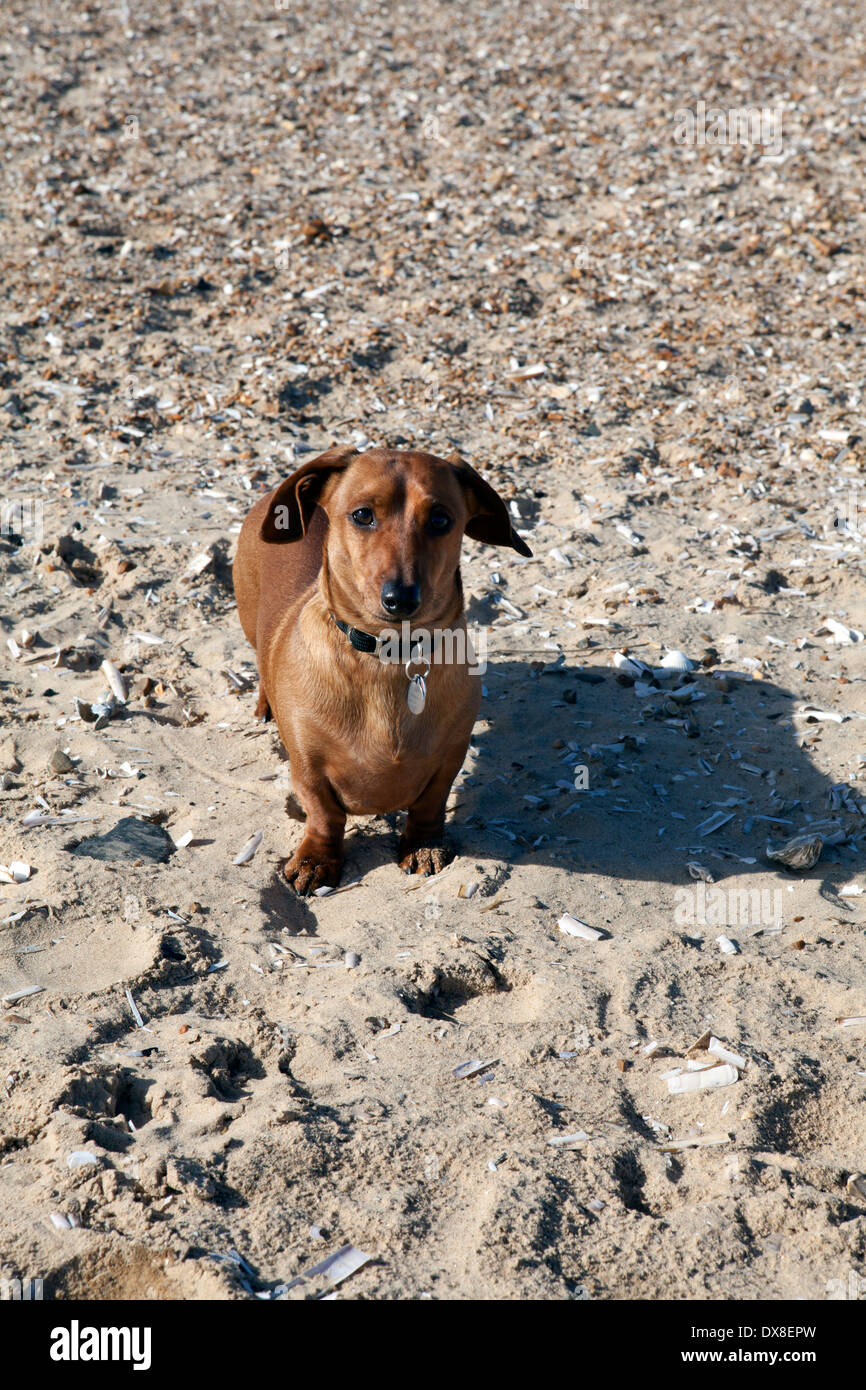 Teckel miniature en rouge sur une plage de sable fin Banque D'Images