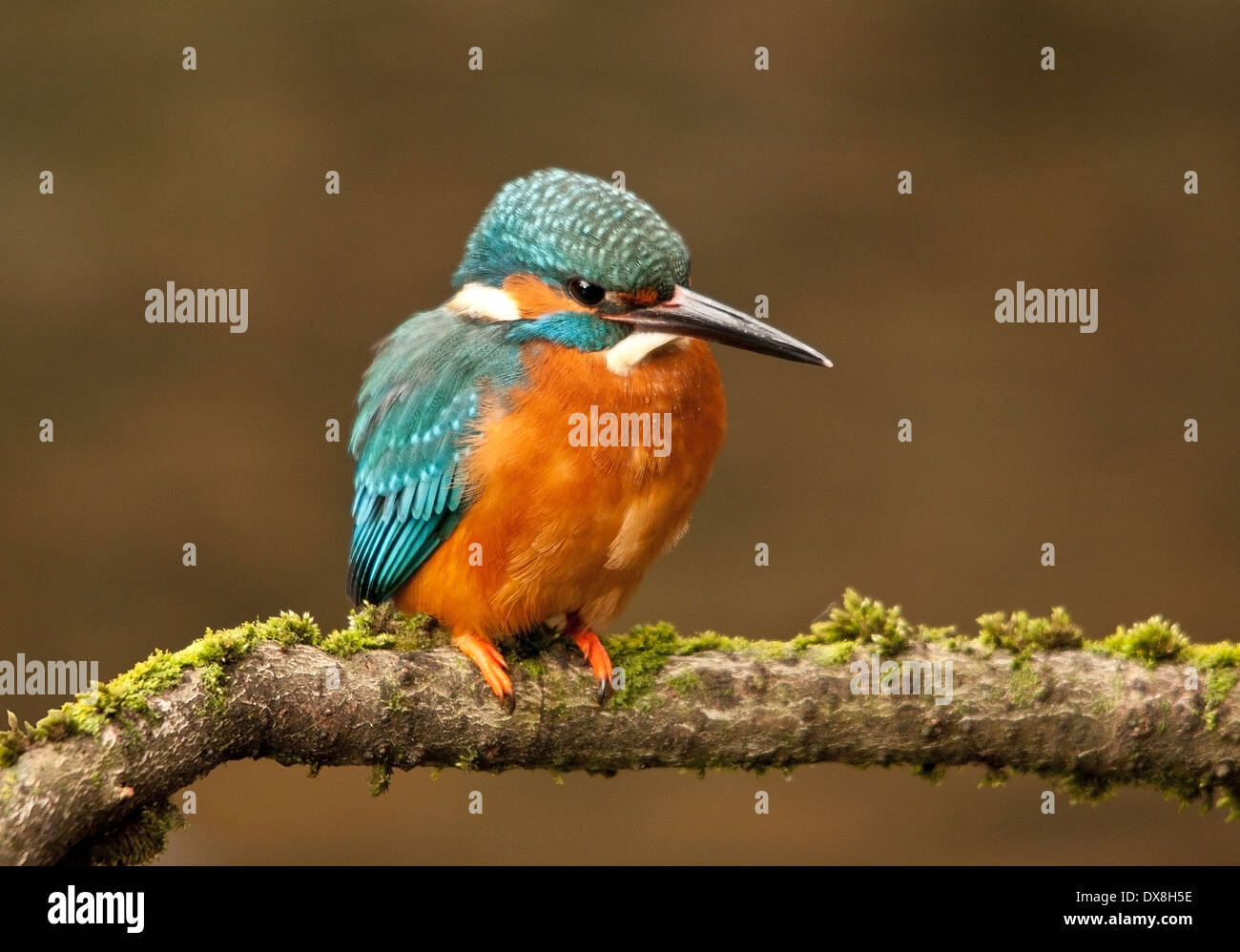 Kingfisher Alcedo atthis rivière kelvin Glasgow Banque D'Images