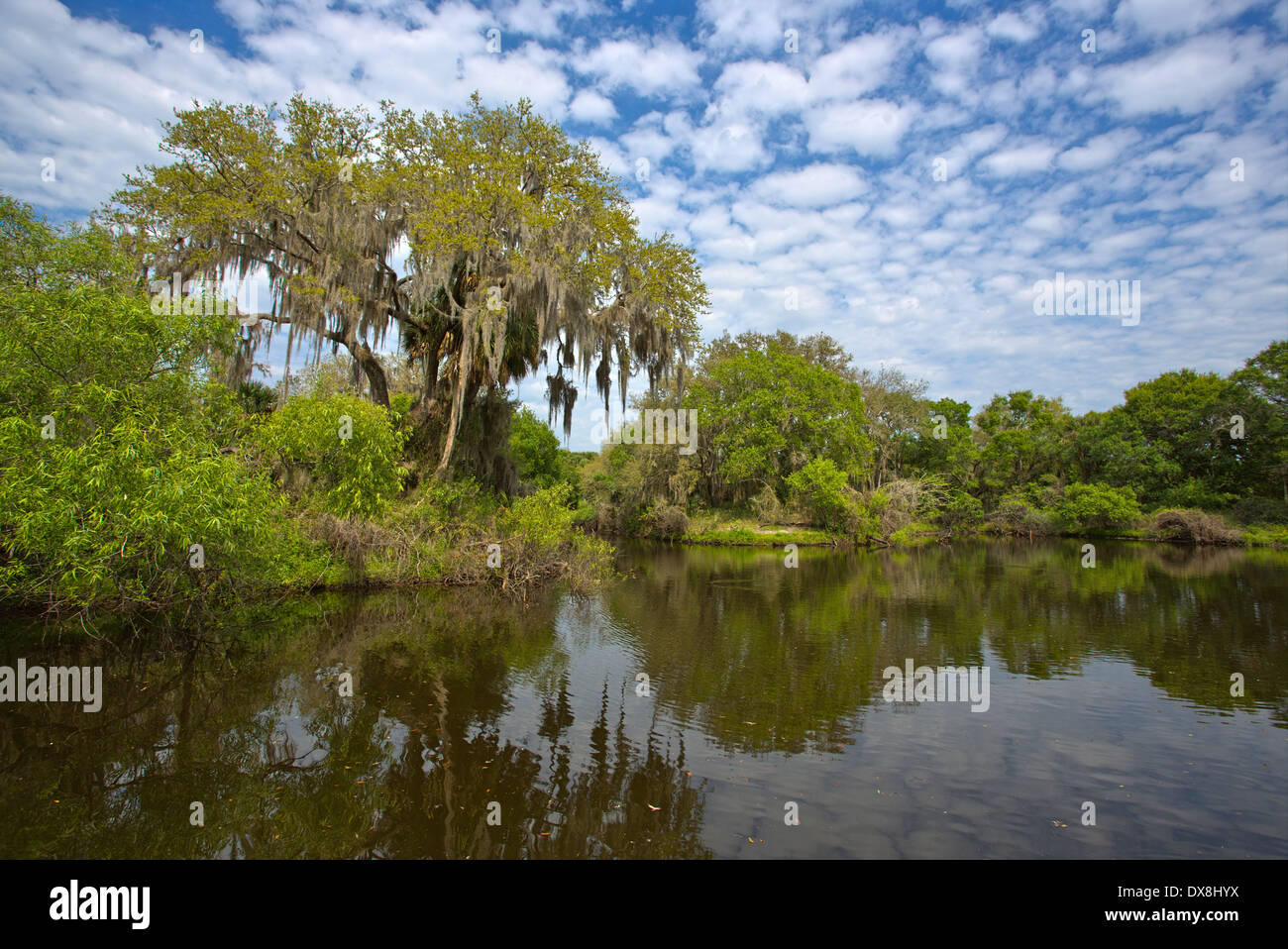 Venise Myakka River Park dans le comté de Sarasota en Floride Venise Banque D'Images