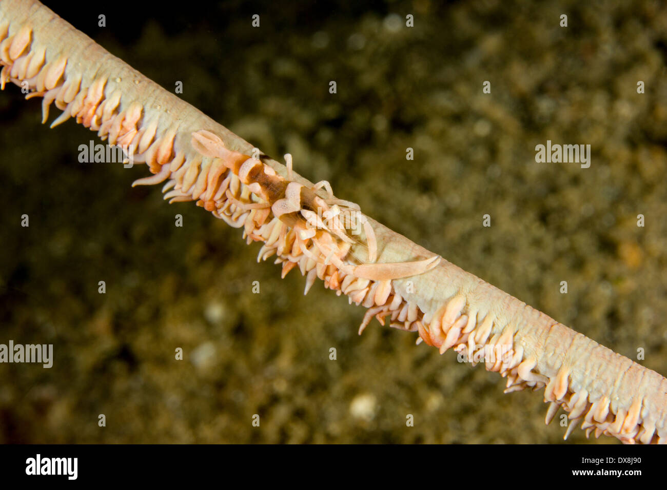 Whip zanzibar coral shrimp sur un whip coral prises dans le Détroit de Lembeh Indonésie Banque D'Images