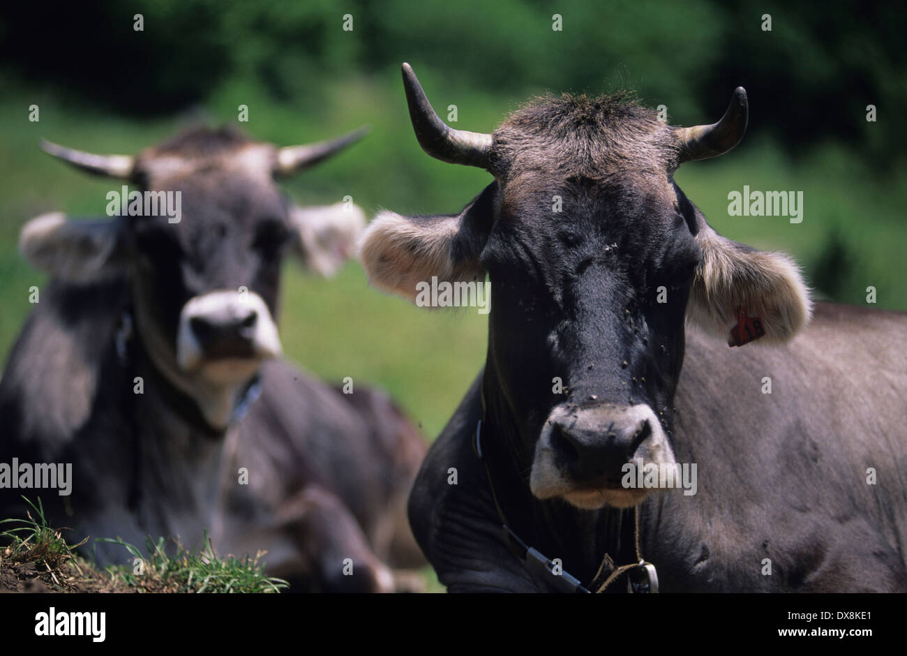 Bovins à viande biologique, Val Bregaglia, Suisse Banque D'Images