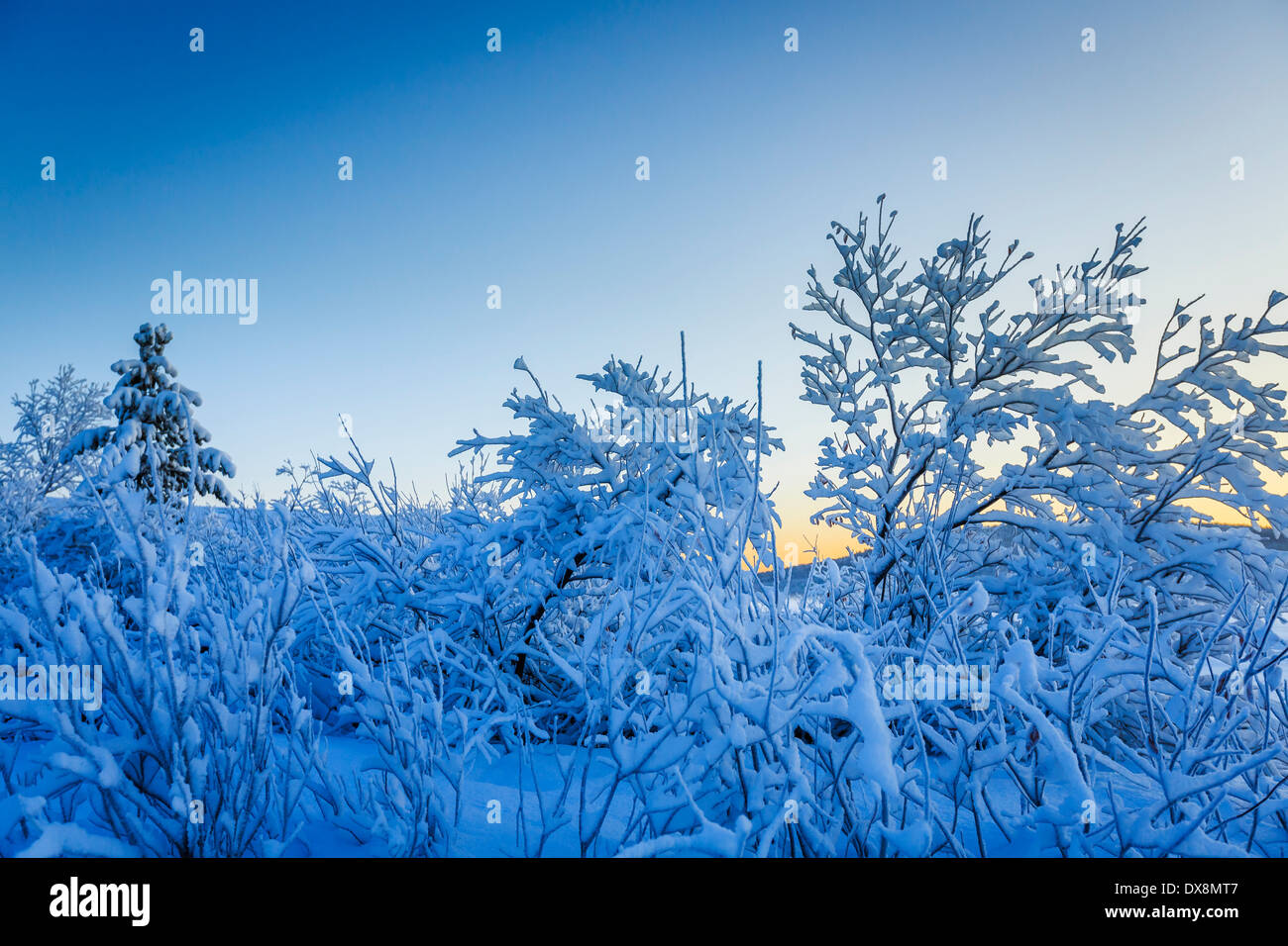 Arbres couverts de neige à des températures extrêmement froides, Laponie, Suède Banque D'Images