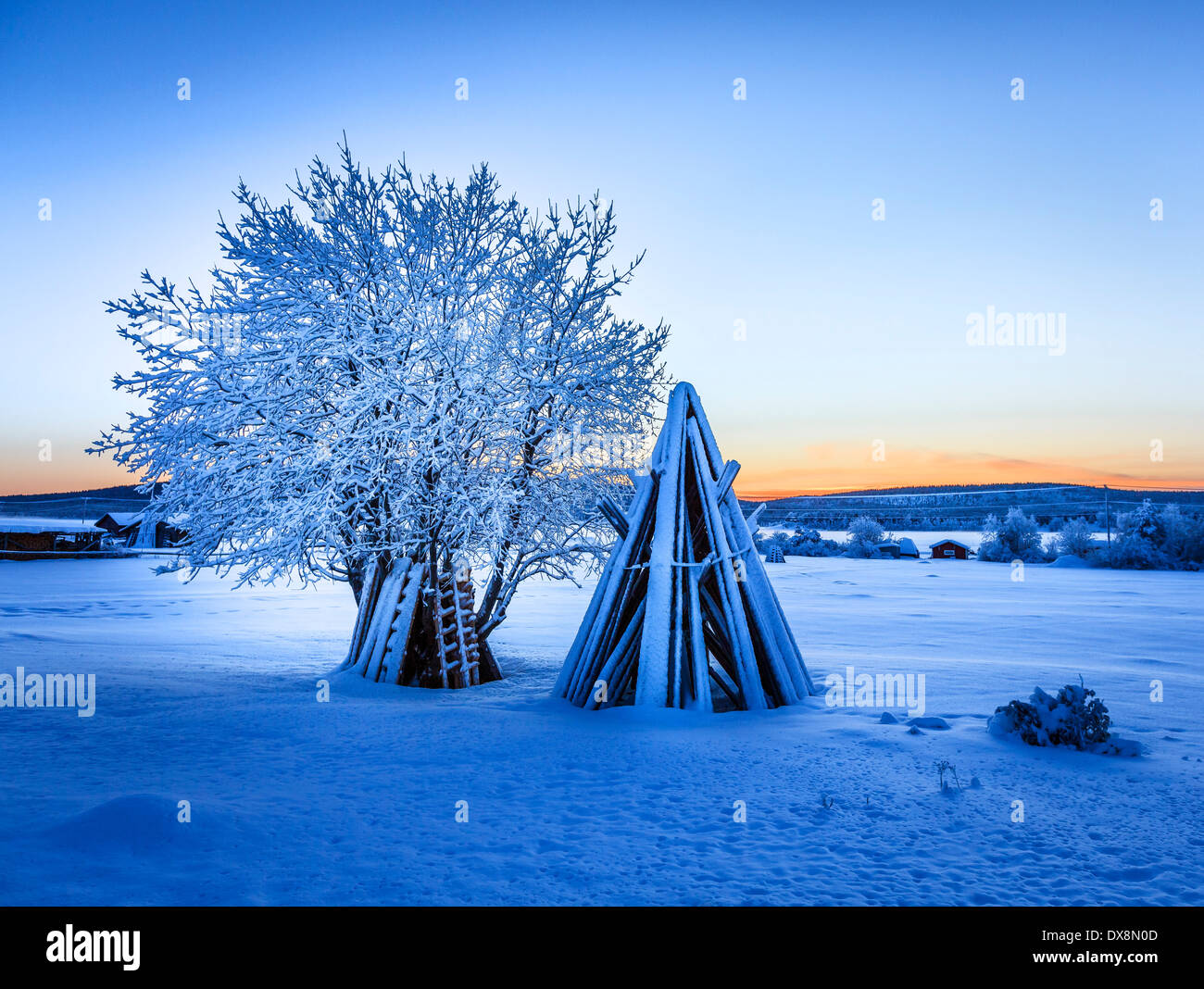 Bois empilés et un arbre couvert de neige à des températures extrêmement froides, Laponie, Suède Banque D'Images