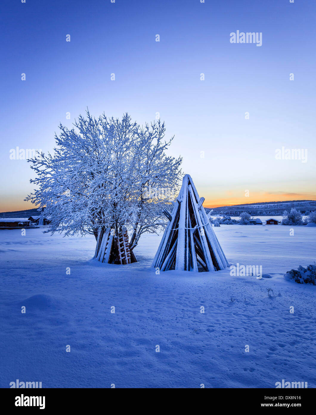 Bois empilés et un arbre couvert de neige à des températures extrêmement froides, Laponie, Suède Banque D'Images