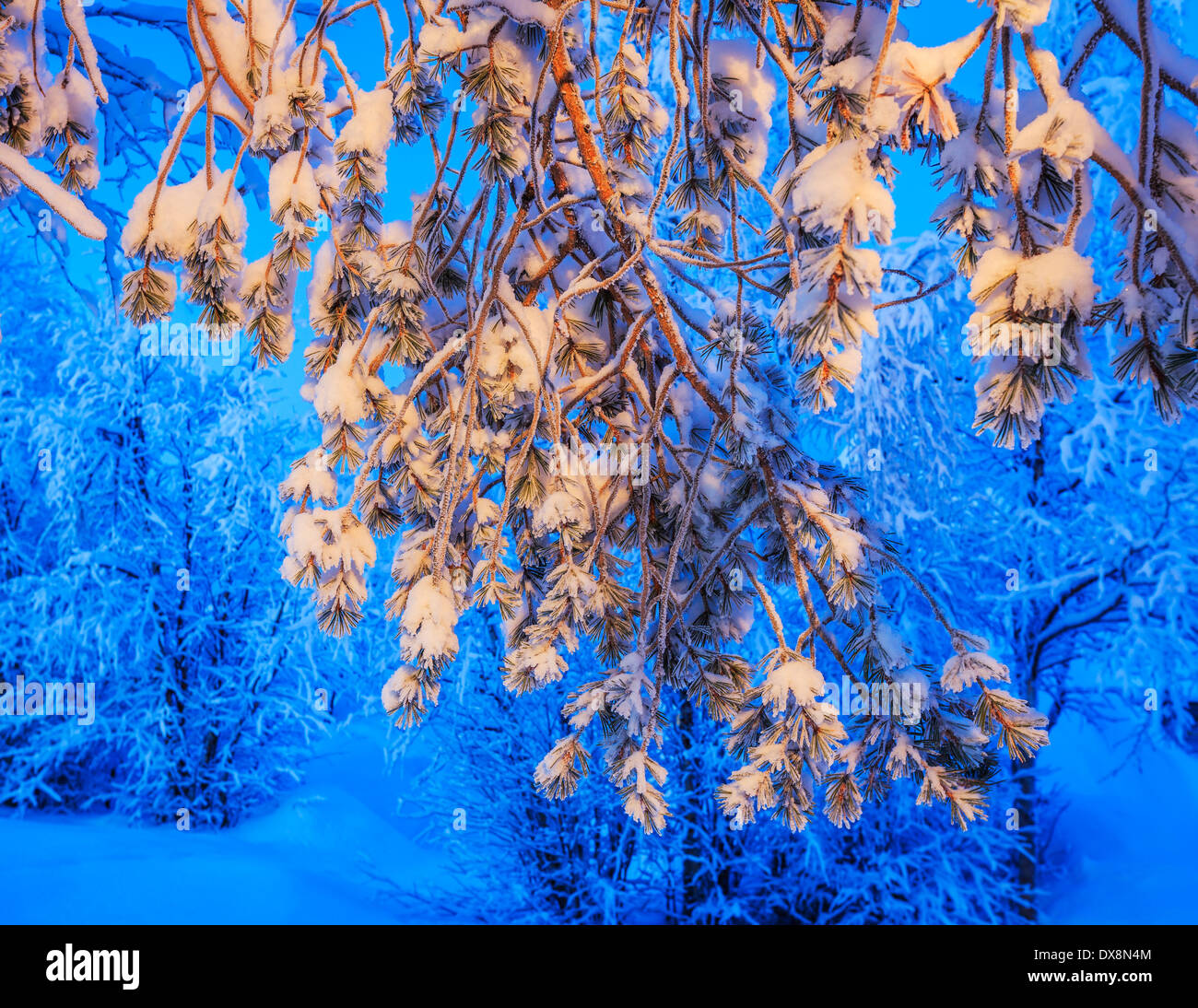 Arbres couverts de neige à des températures extrêmement froides, Laponie, Suède Banque D'Images
