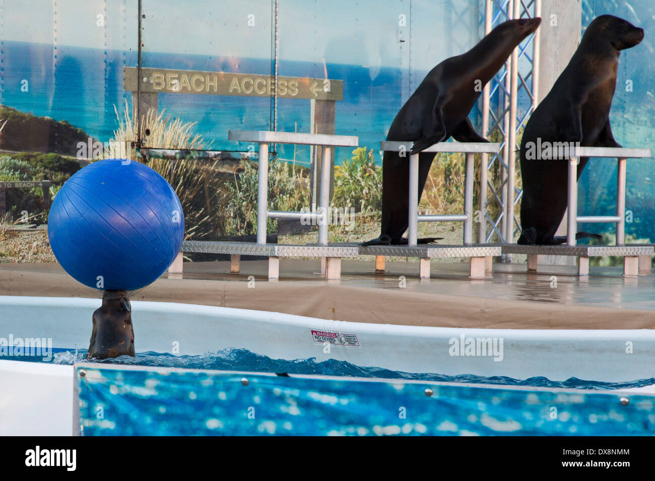Tampa, Floride - Le Lion de mer montrent à la foire de l'État de Floride. Banque D'Images