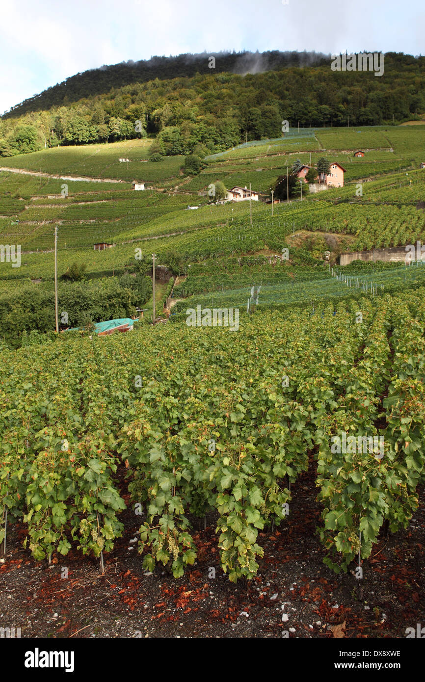 Vignes à Ollon, Suisse. Banque D'Images