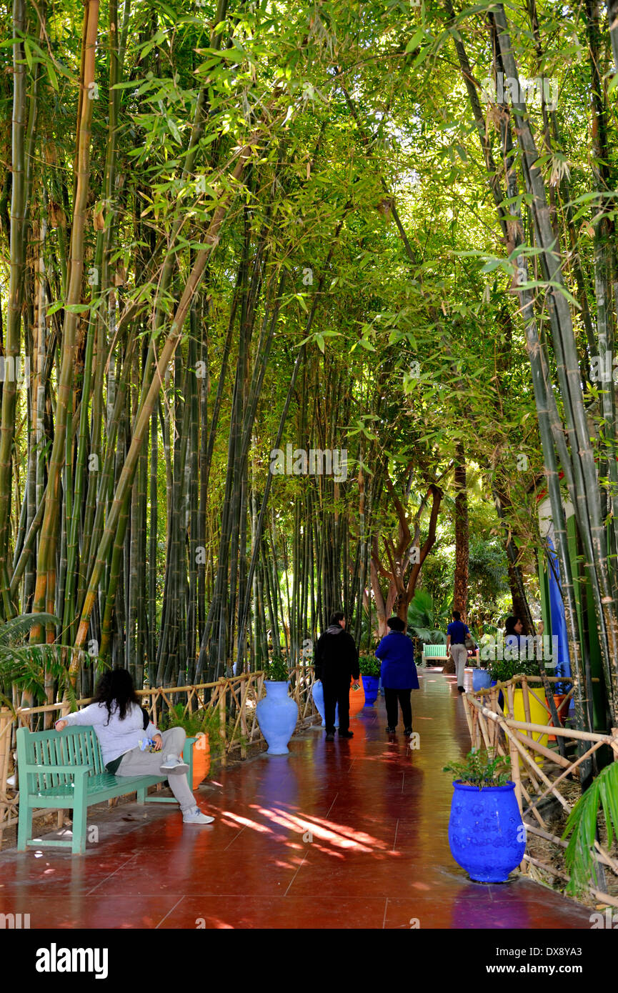 En bambou géant jardins Jardin Majorelle, Marrakech, Maroc, Afrique du Nord Banque D'Images