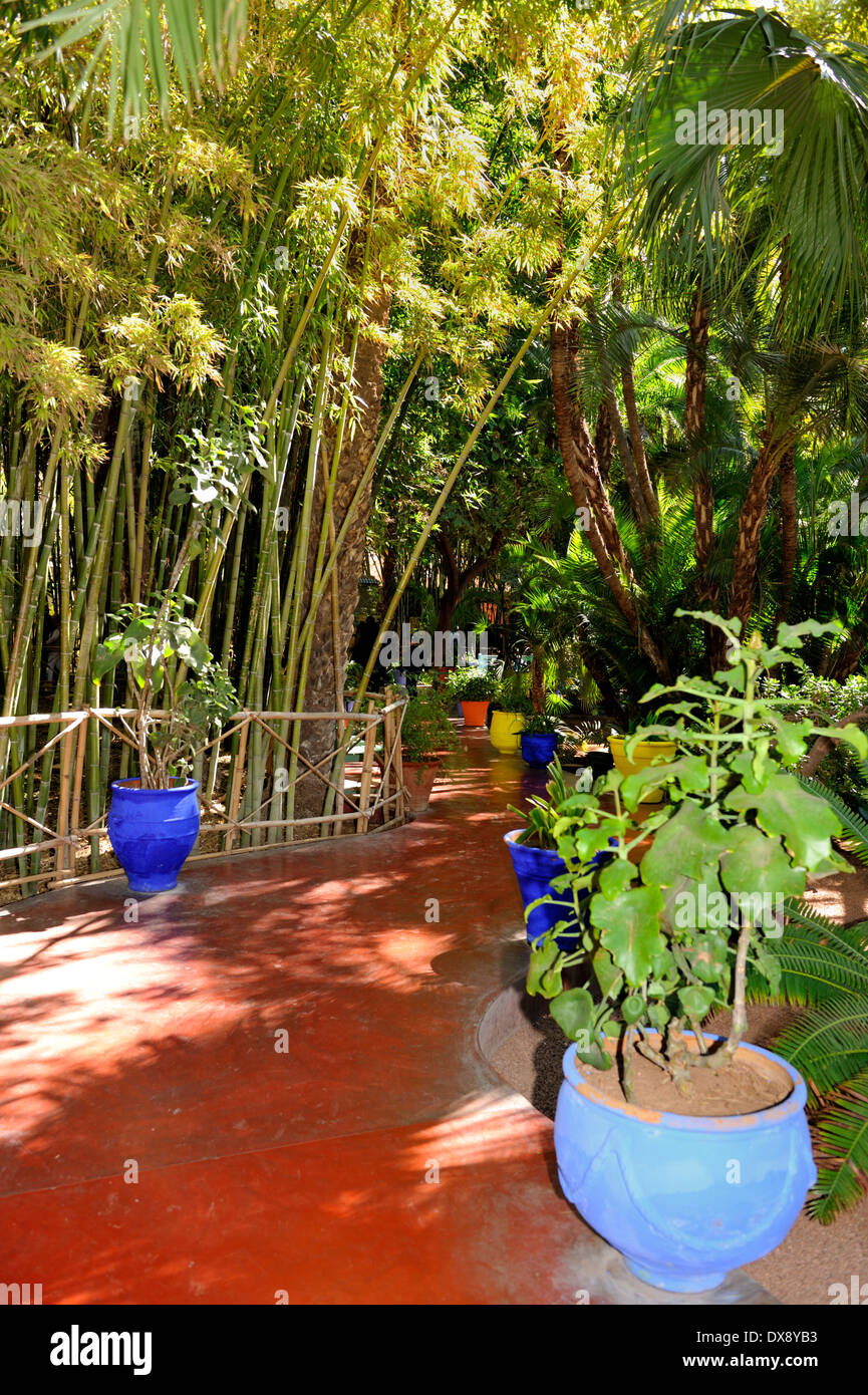 Bambou géant et sentier en jardins Jardin Majorelle, Marrakech, Maroc, Afrique du Nord Banque D'Images