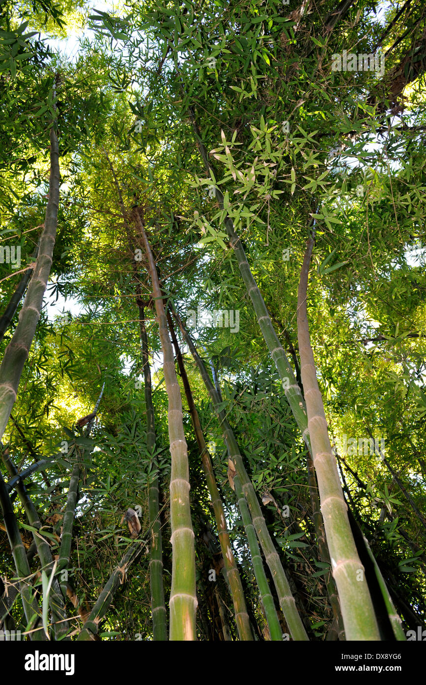 À la recherche jusqu'au bambou géant dans Jardin Majorelle gardens, Marrakech, Maroc, Afrique du Nord Banque D'Images