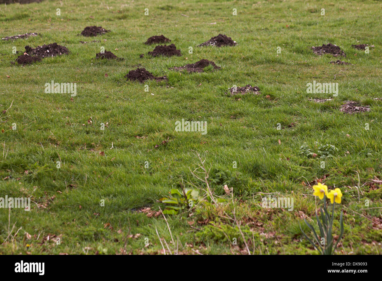 Mole hills et des jonquilles dans la zone à Dorset en Mars Banque D'Images