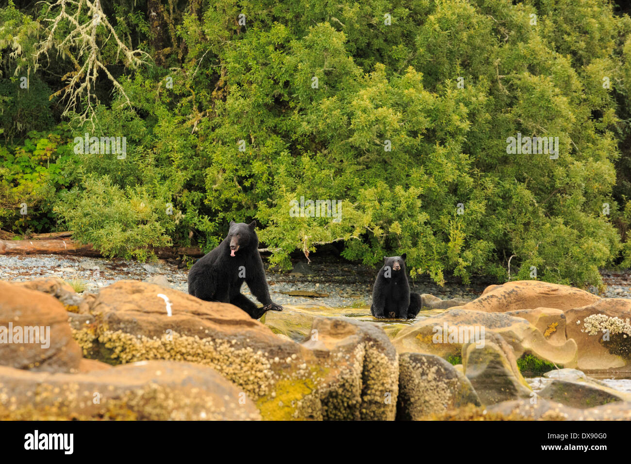 Deux ours noirs vous détendre sur certaines pierres. Un ours a sa langue. Banque D'Images