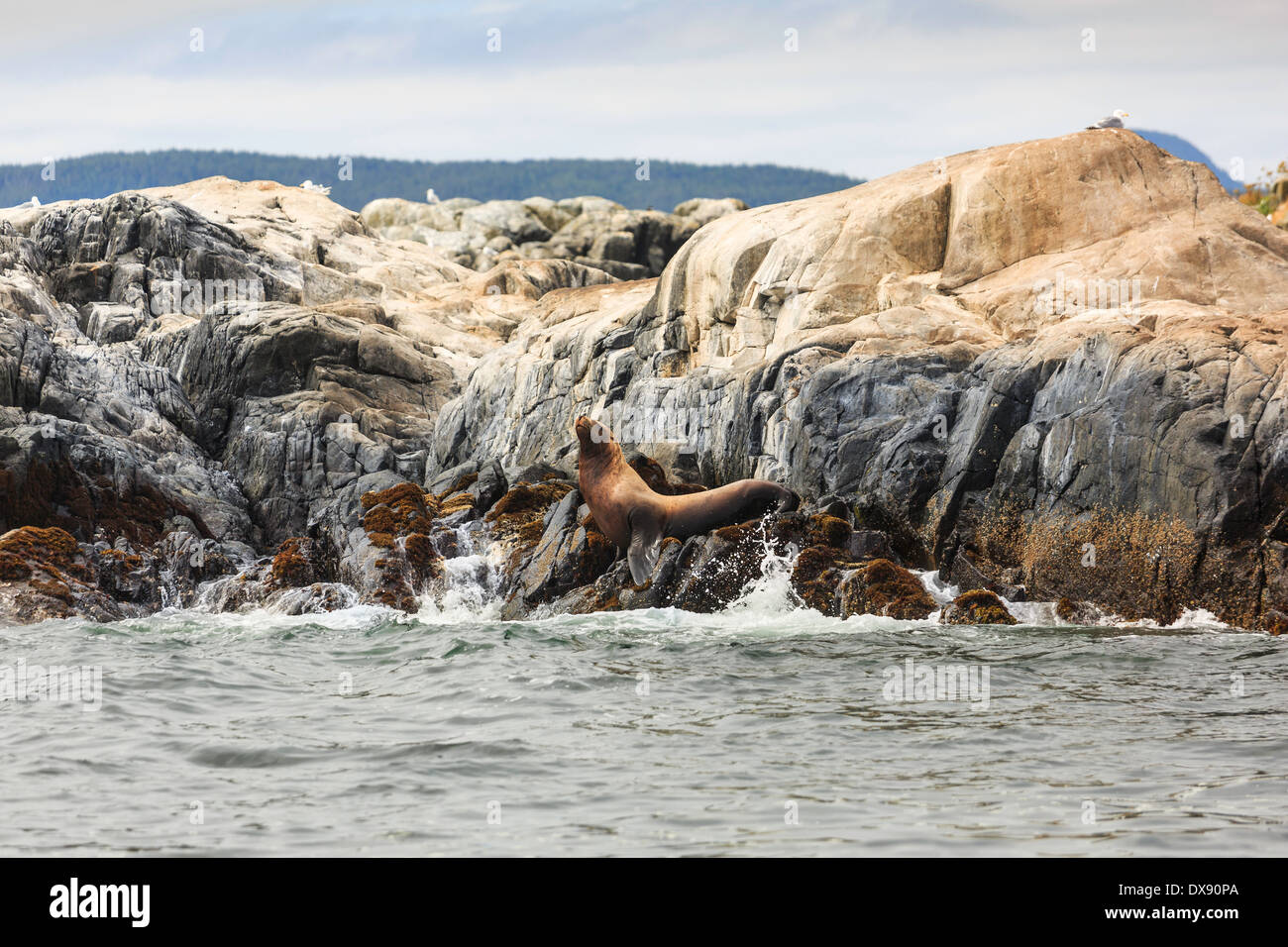 Un lion de mer de Steller se détend sur un îlot rocheux. Banque D'Images