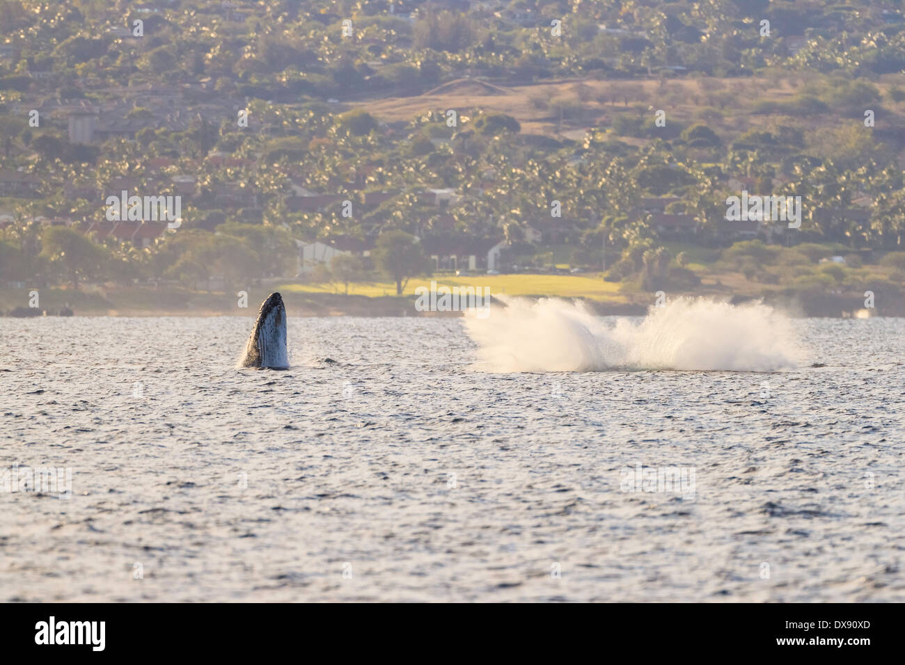 Un rorqual à bosse se lève comme un autre fait un splash au large de la côte de Maui, Hawaii. Banque D'Images