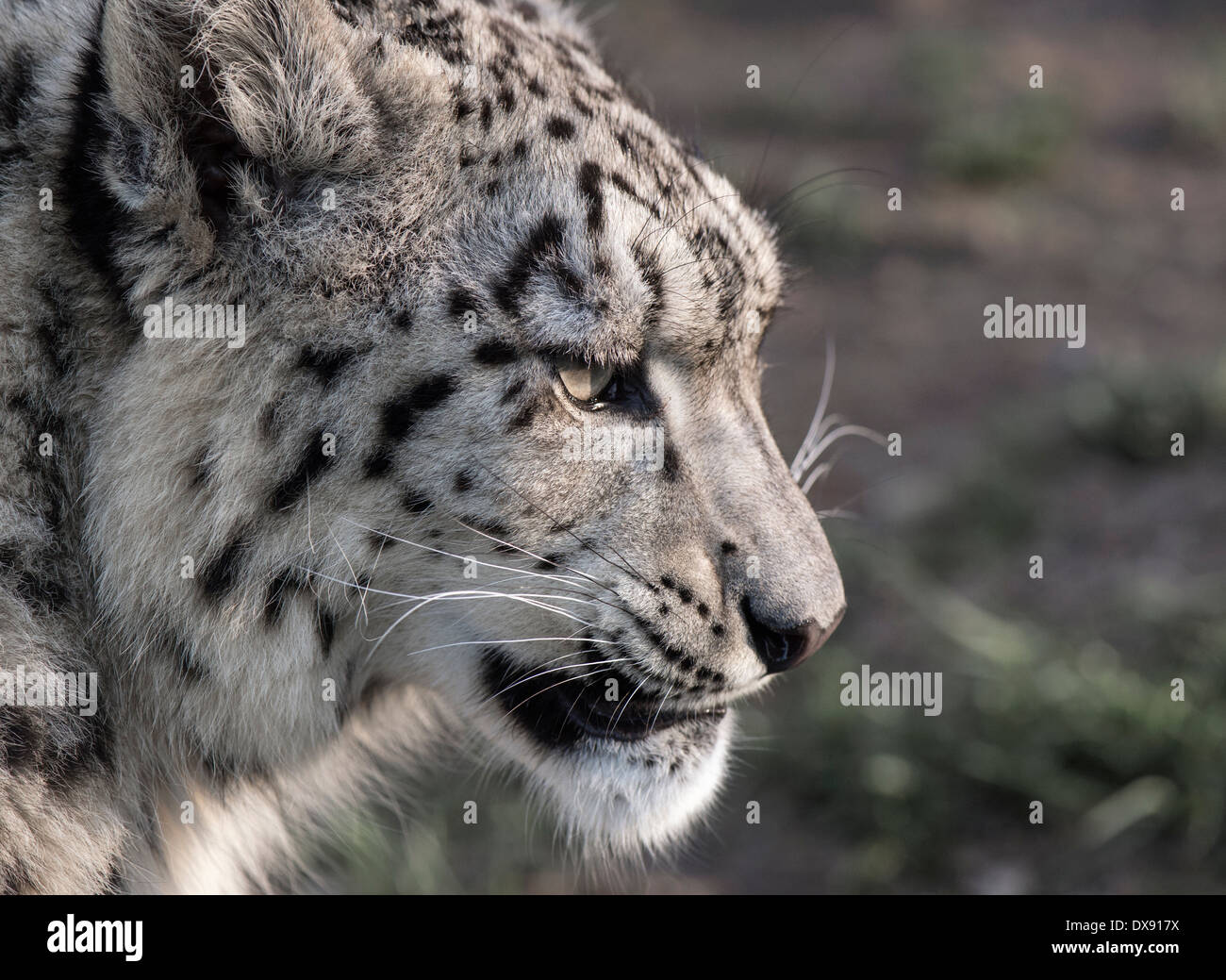 Femme snow leopard (profil) Banque D'Images