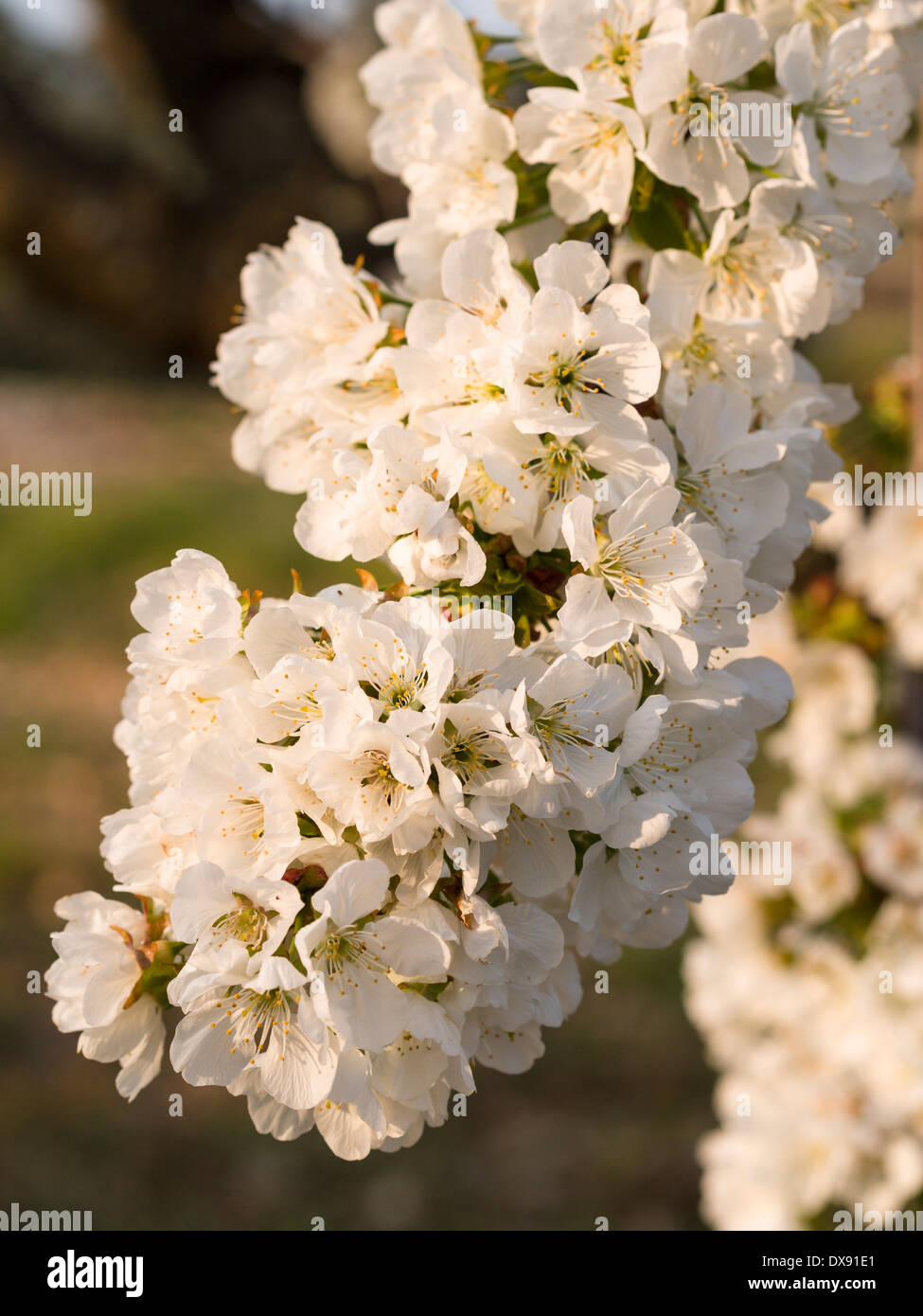 Plein de la Direction générale des cerisiers. Branche d'arbre en fleur rempli d'une cerisaie dans le sud de la France. Banque D'Images