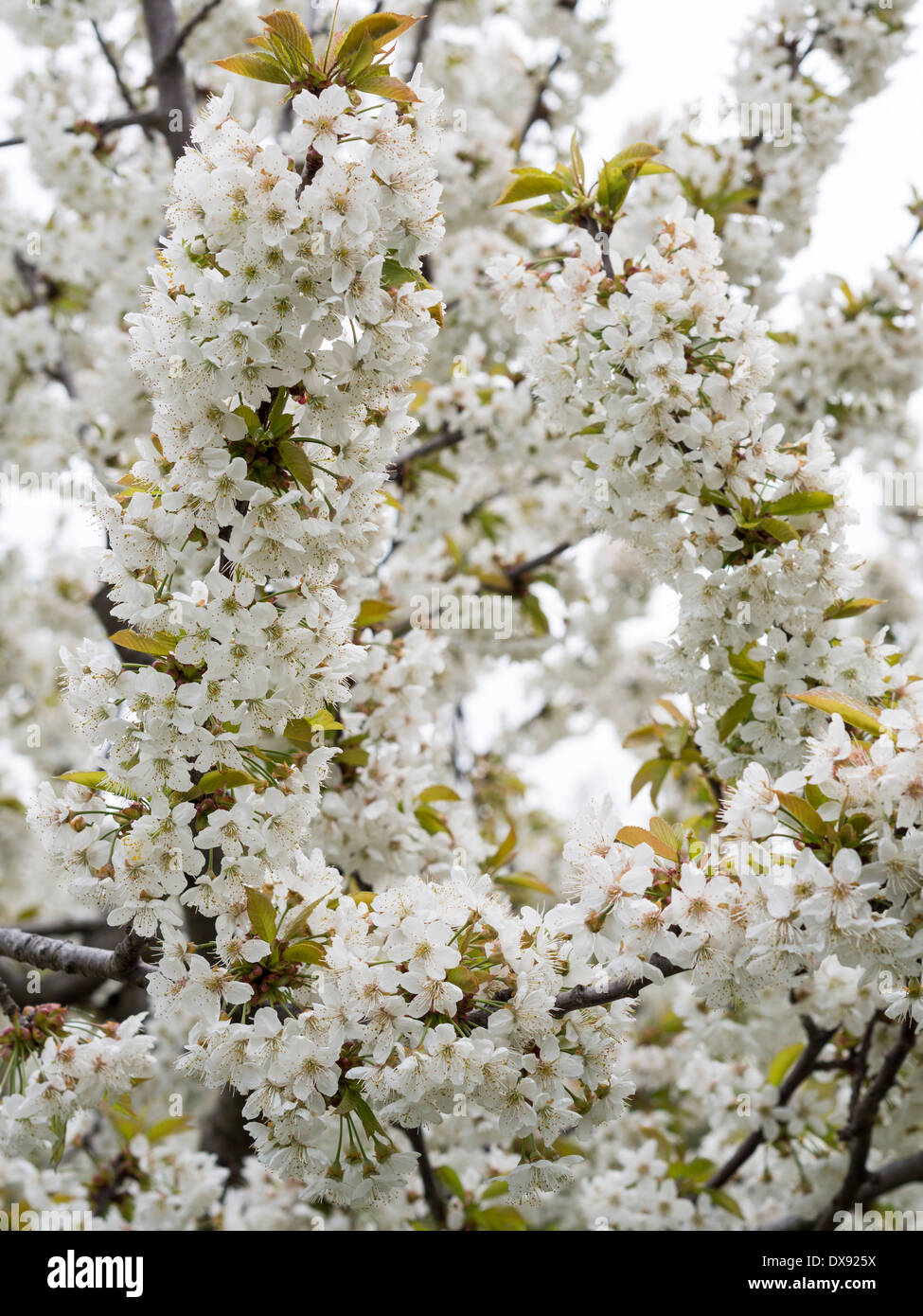 Branches plein de fleurs de cerisiers. Blossom rempli de branches d'arbres dans un verger de cerises dans le sud de la France. Banque D'Images