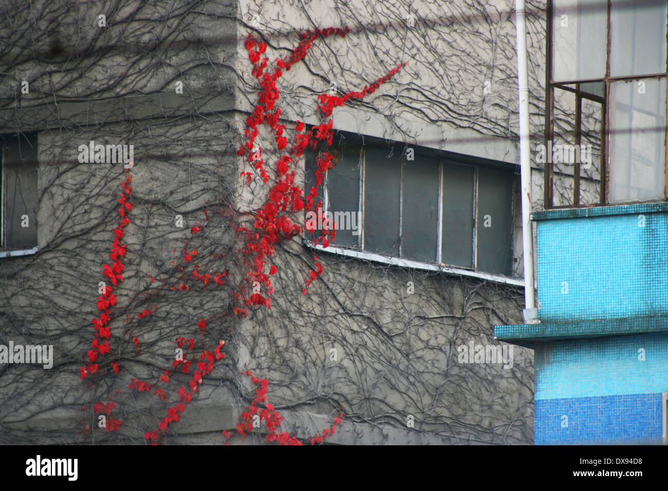 Ivy rouge sur de vieux bâtiments urbains ,détails mur Banque D'Images