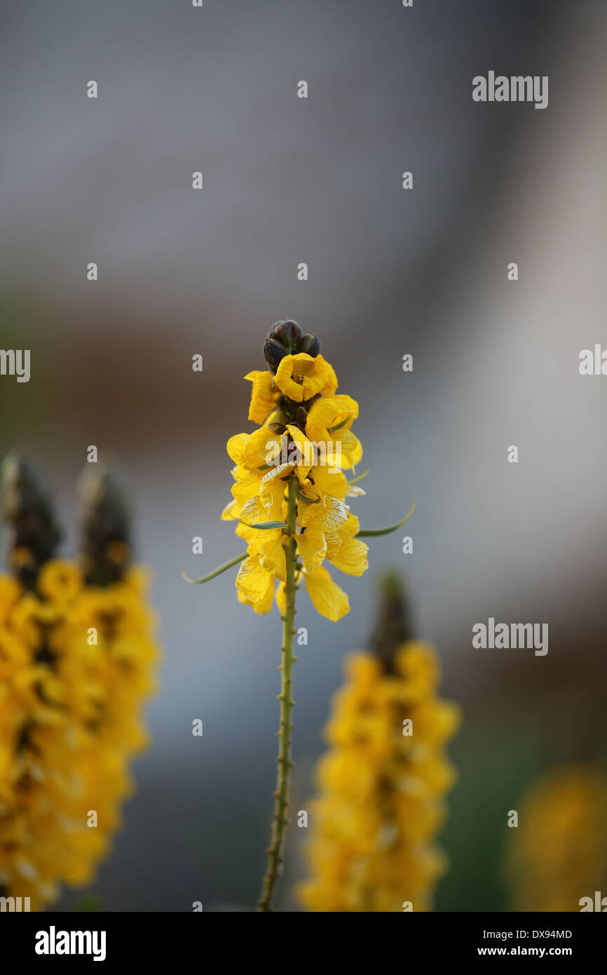Fleurs long jaune Banque D'Images