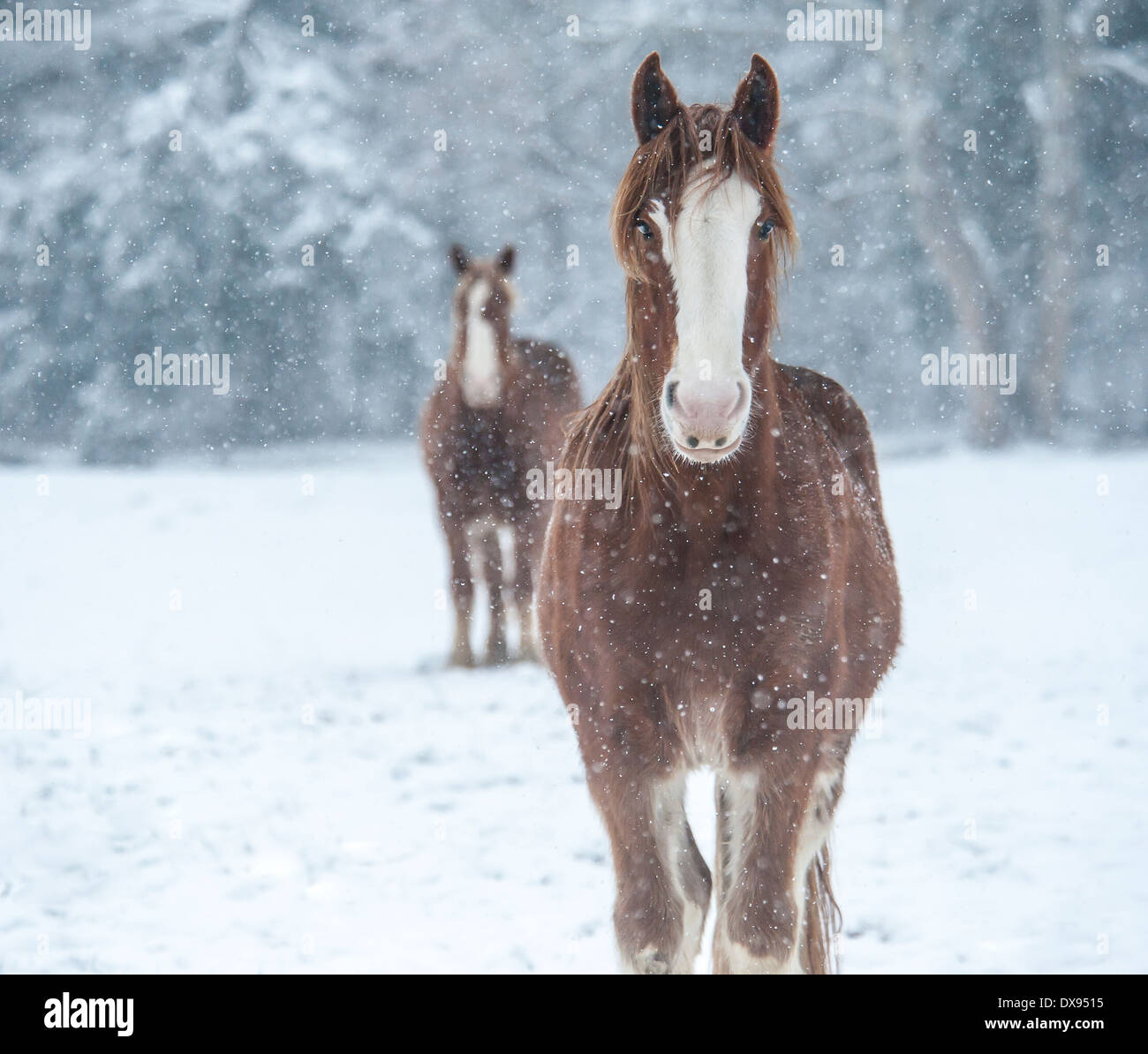 Projet de cheval dans une tempête de neige Banque D'Images
