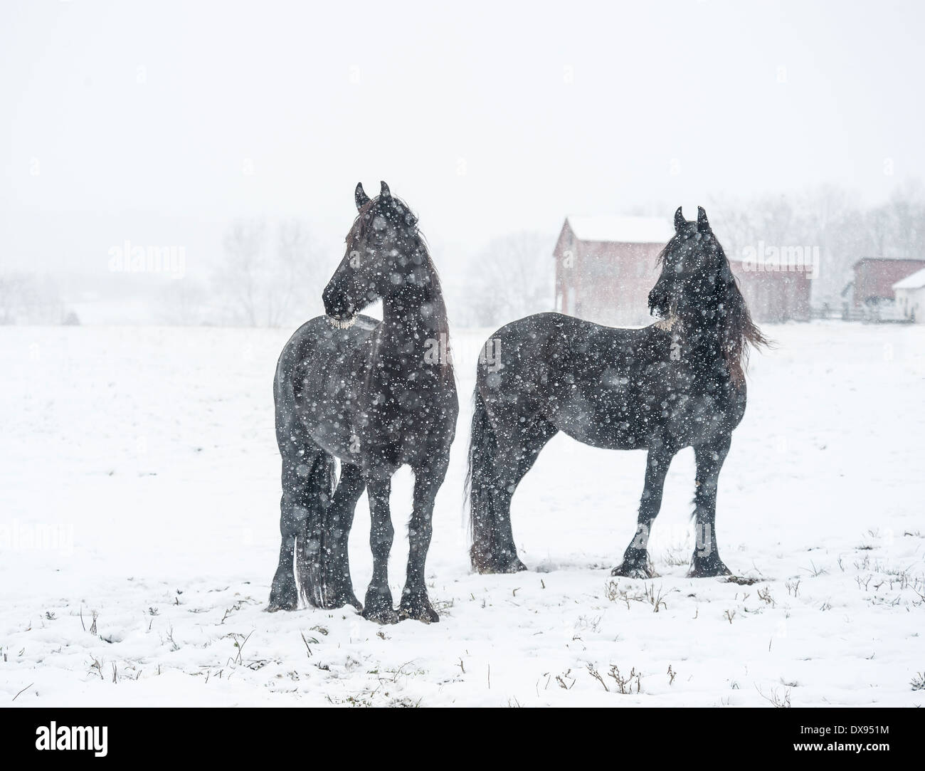 Les chevaux frisons dans tempête de neige Banque D'Images