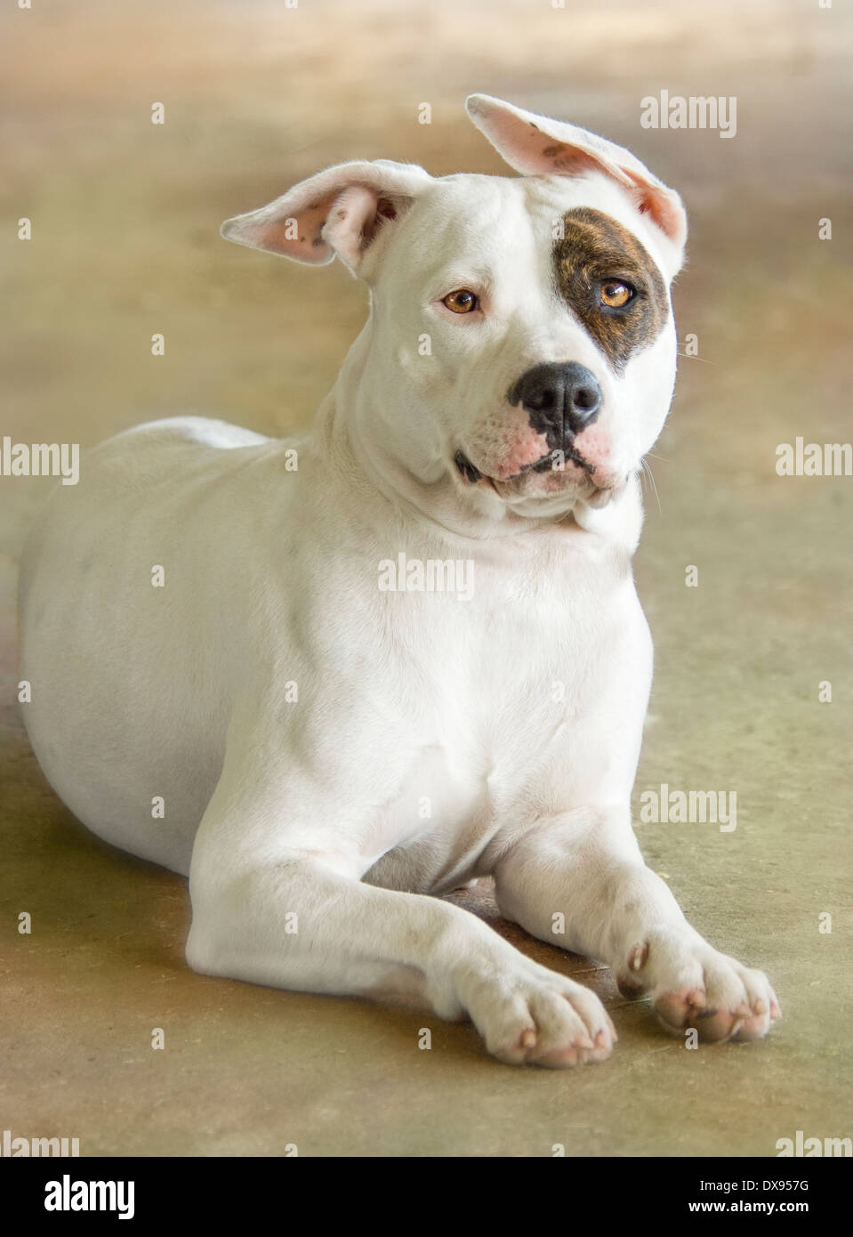 Portrait de Pit Bulldog nous regarder Banque D'Images