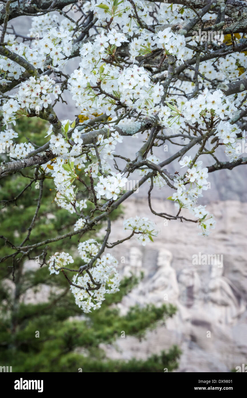 Des fleurs blanches encadrent la sculpture commémorative à Stone Mountain Park à Atlanta, Géorgie, USA. Banque D'Images