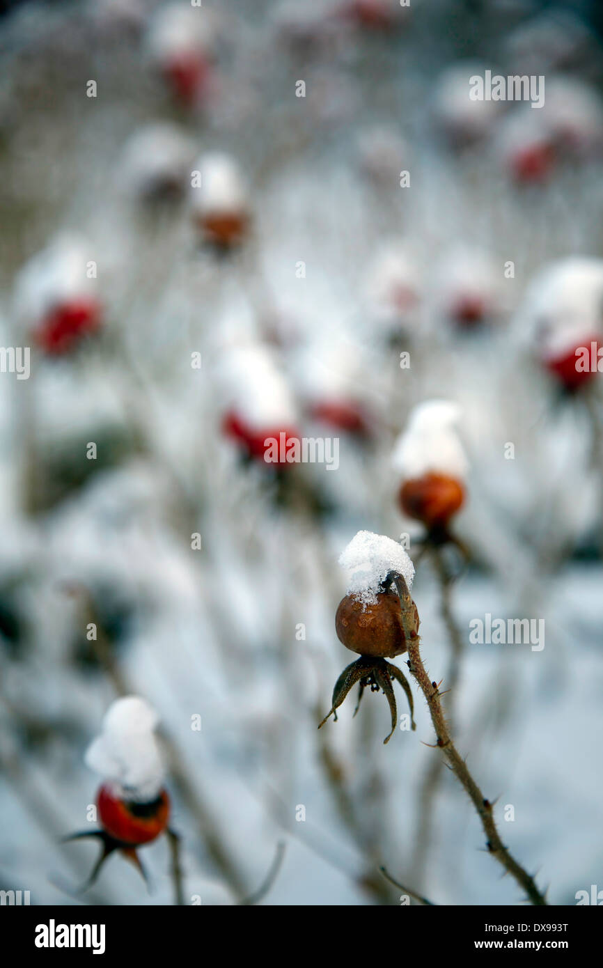 Les bouchons sur la neige en hiver heps Rose flétrie en Finlande Banque D'Images