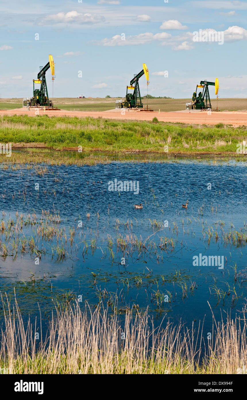 Le Dakota du Nord, le bassin de Williston, l'huile de schiste Région Formation Bakken, puits de pétrole chevalets, les canards dans les milieux humides Banque D'Images