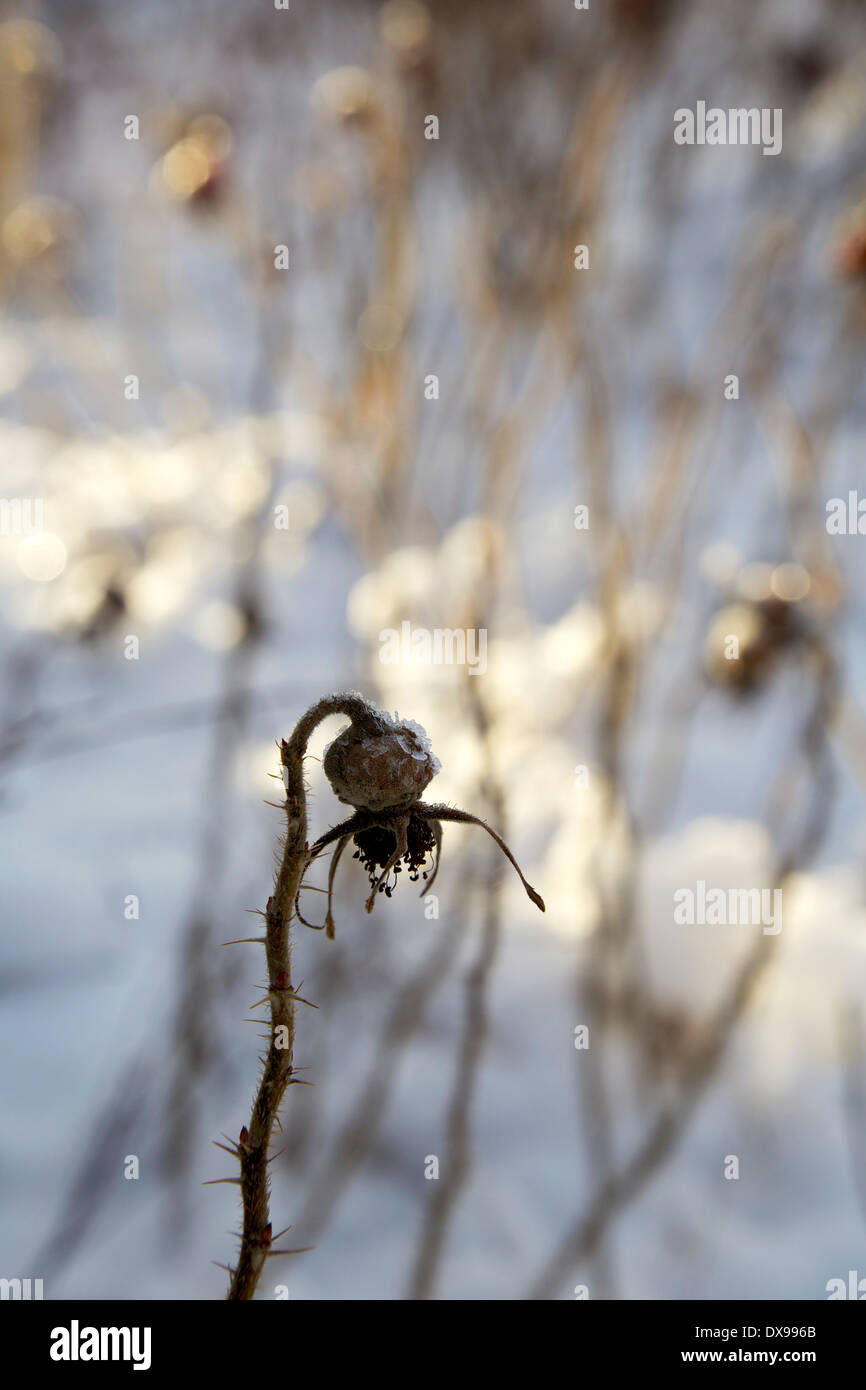 Couvert de glace rose flétrie hep par temps froid l'hiver en Finlande Banque D'Images