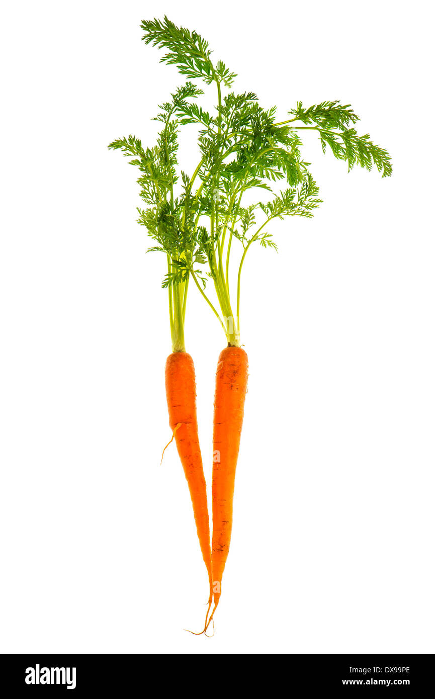 Deux rotts carotte fraîche avec des feuilles vertes isolé sur fond blanc. Légume. L'alimentation Banque D'Images